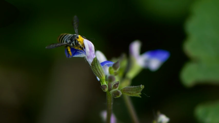 the insect is on a very small purple flower