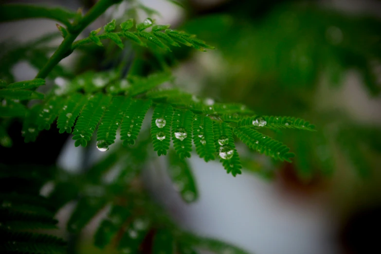 a leaf with drops of rain and water on it