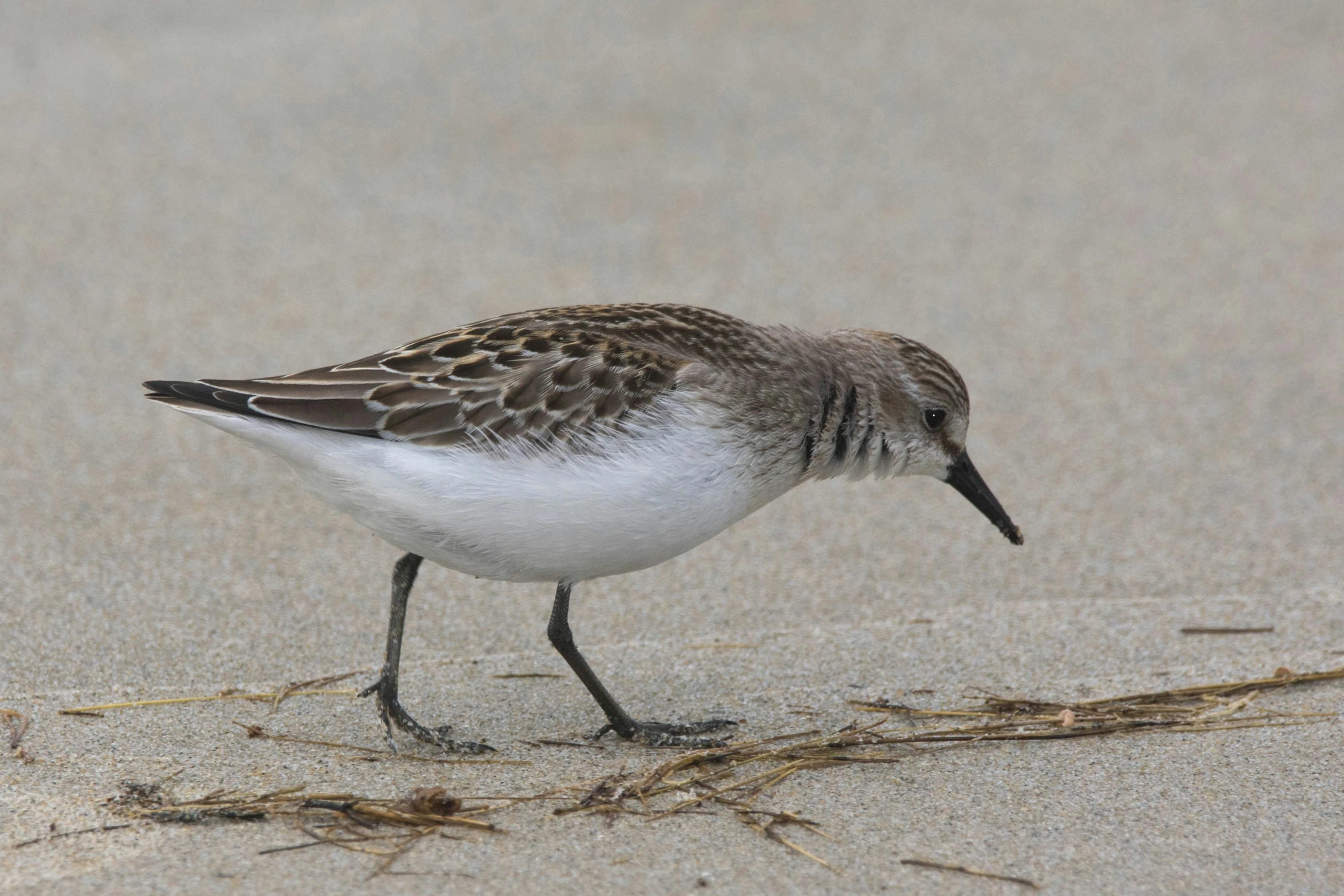 a small bird is standing on the beach