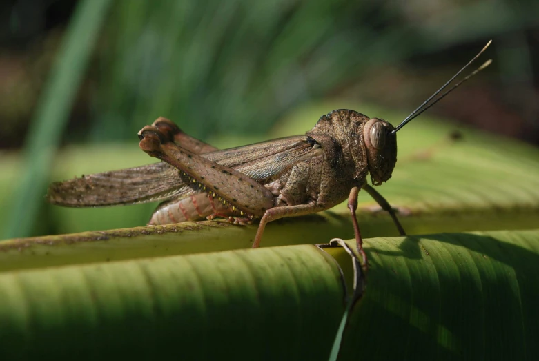 a brown insect sitting on a green plant