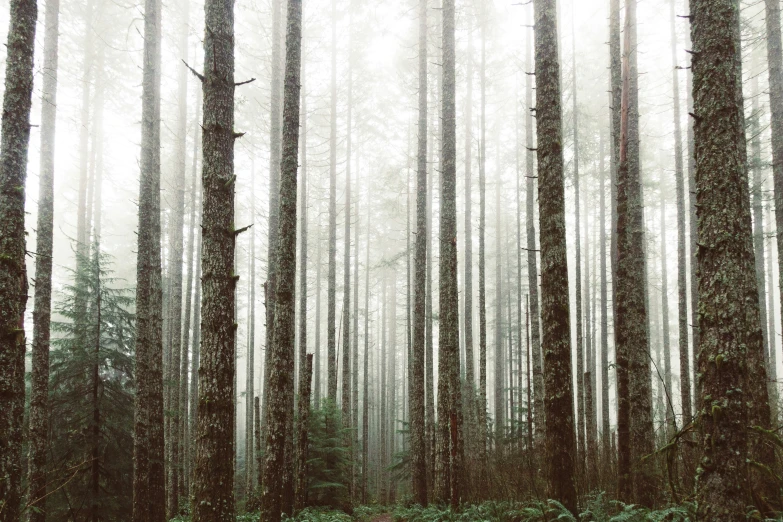 there is a bench that can be found in the woods