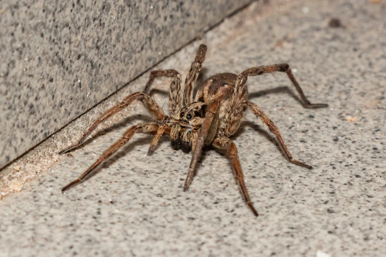 a large brown spider sitting on top of concrete