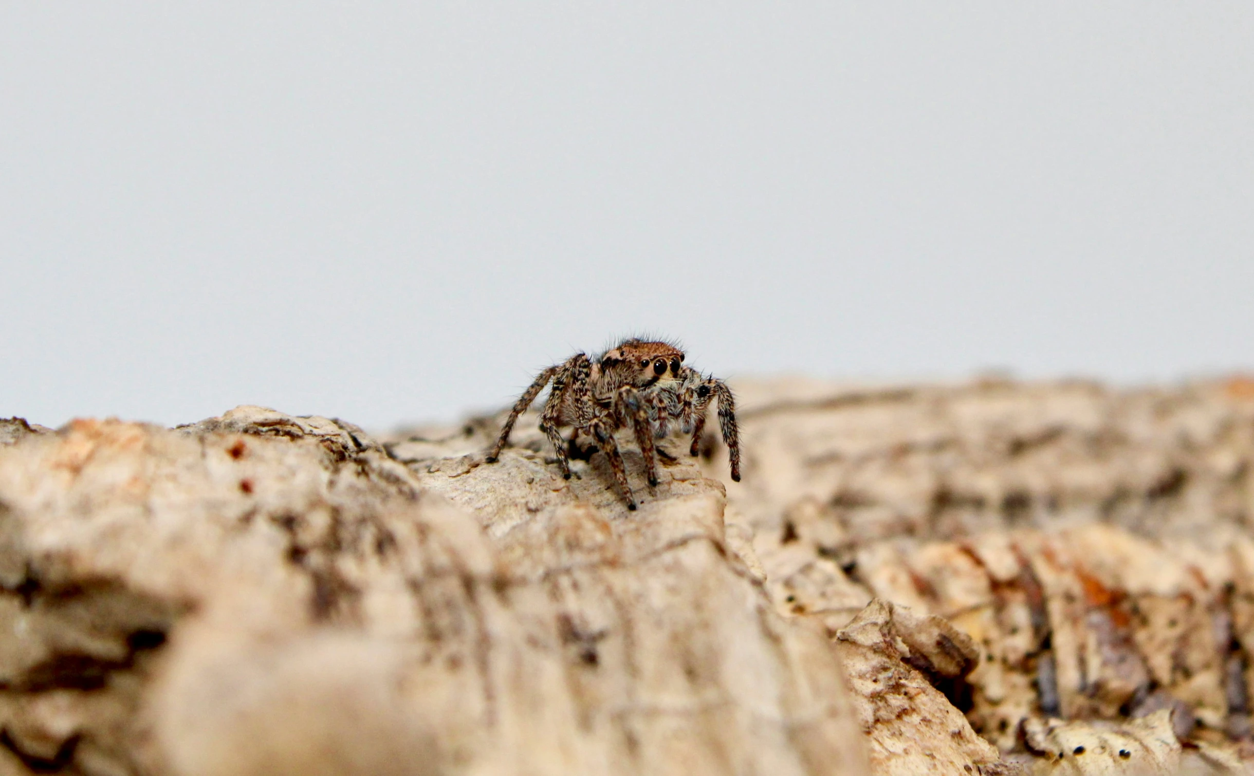 a spider sitting on top of a wooden surface