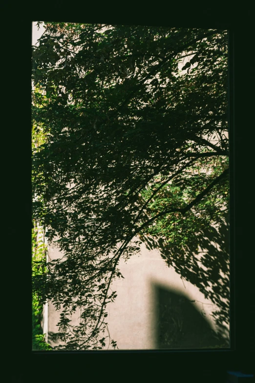 shadows on the ground are cast onto the tree