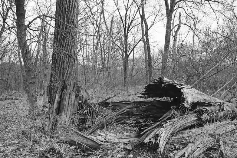 a dead car in the woods, sitting on a fallen log