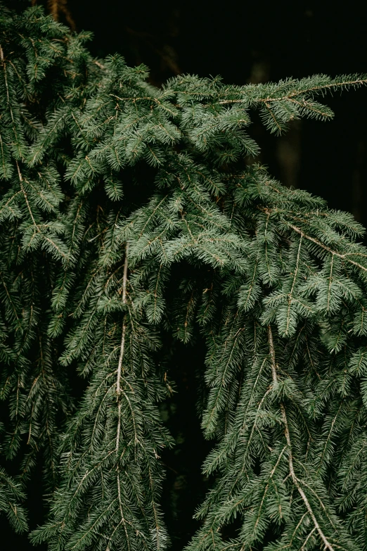 green leaves on tree nches in front of dark background