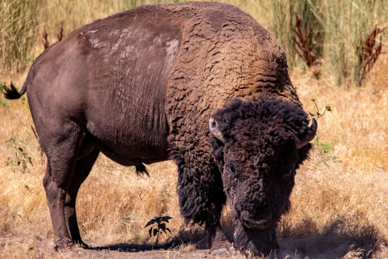 a buffalo bull in a field near bushes