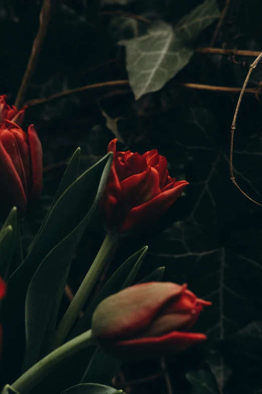 red flowers are growing up and blooming