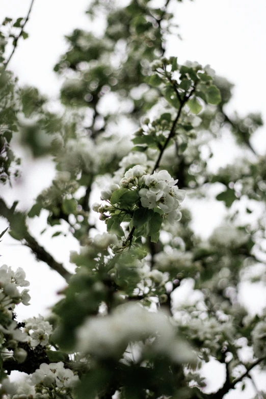 the nches of a tree are white and green