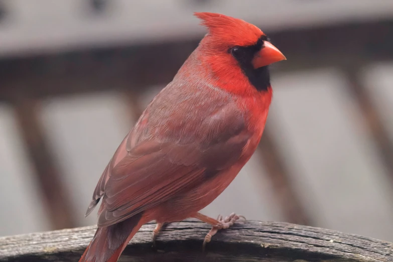 a cardinal is perched on a wooden plank