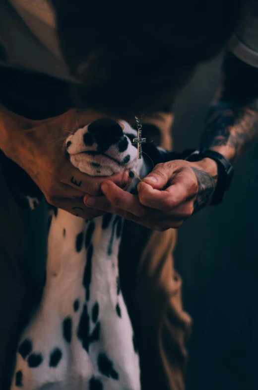 a close up of a person holding a dog's paw