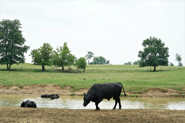 there are two animals standing next to the water