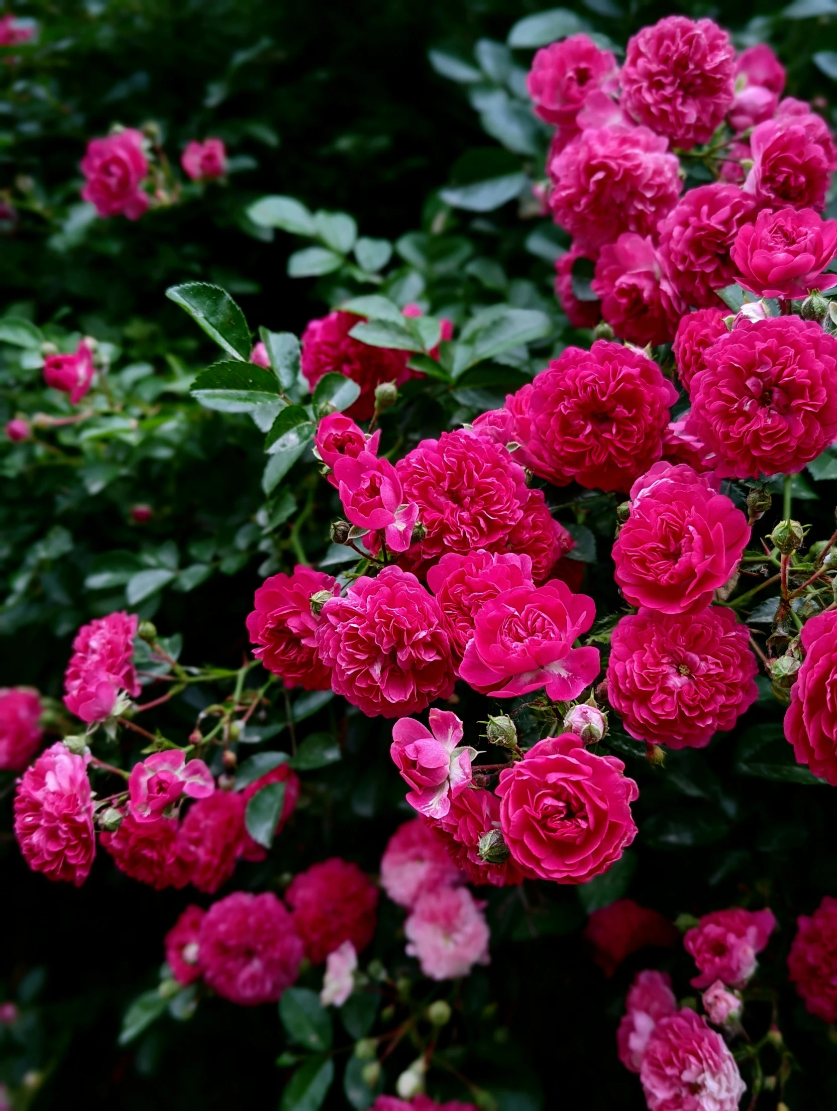 many pink flowers with green leaves and bushes