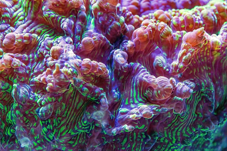 a picture of an underwater coral with its unique colors