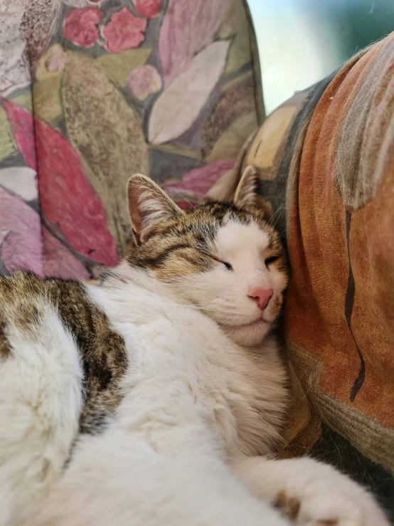 the cat is sleeping on the chair next to the pillow