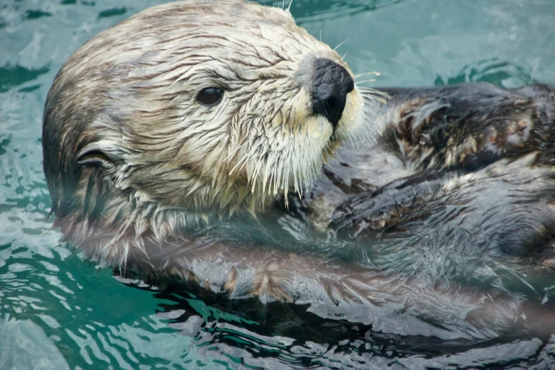 an otter in its cage on the water with its head above the surface