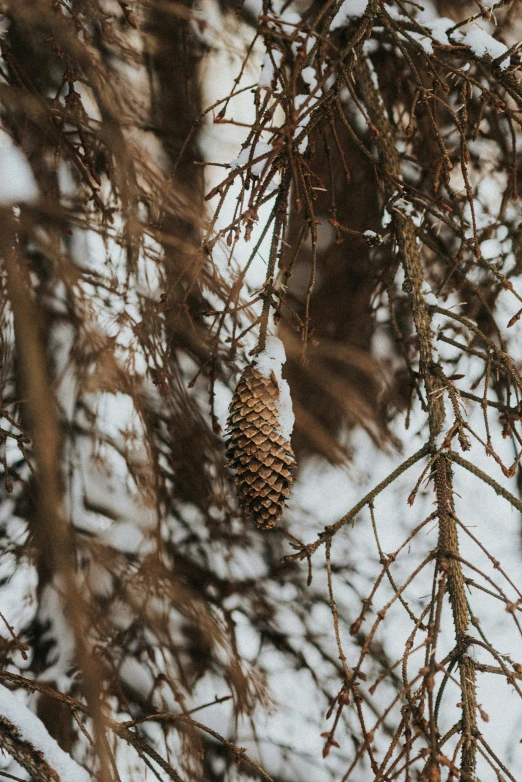 a small pine cone hanging on a tree nch