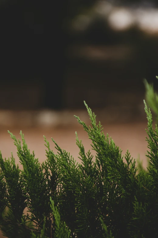 there are many small shrubs with leaves that are green