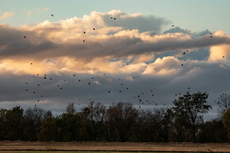 a flock of birds flying in the sky