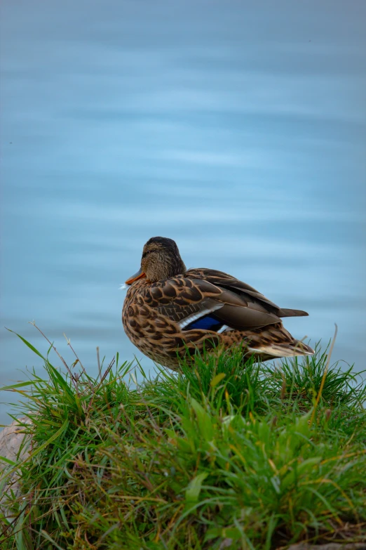 a bird perched on a patch of grass by the water