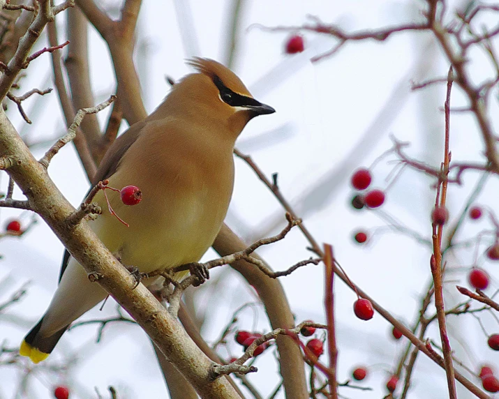 the bird is perched in the tree and looking for food