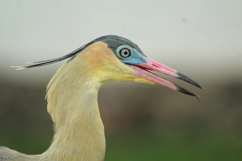 a close - up of the head of a bird