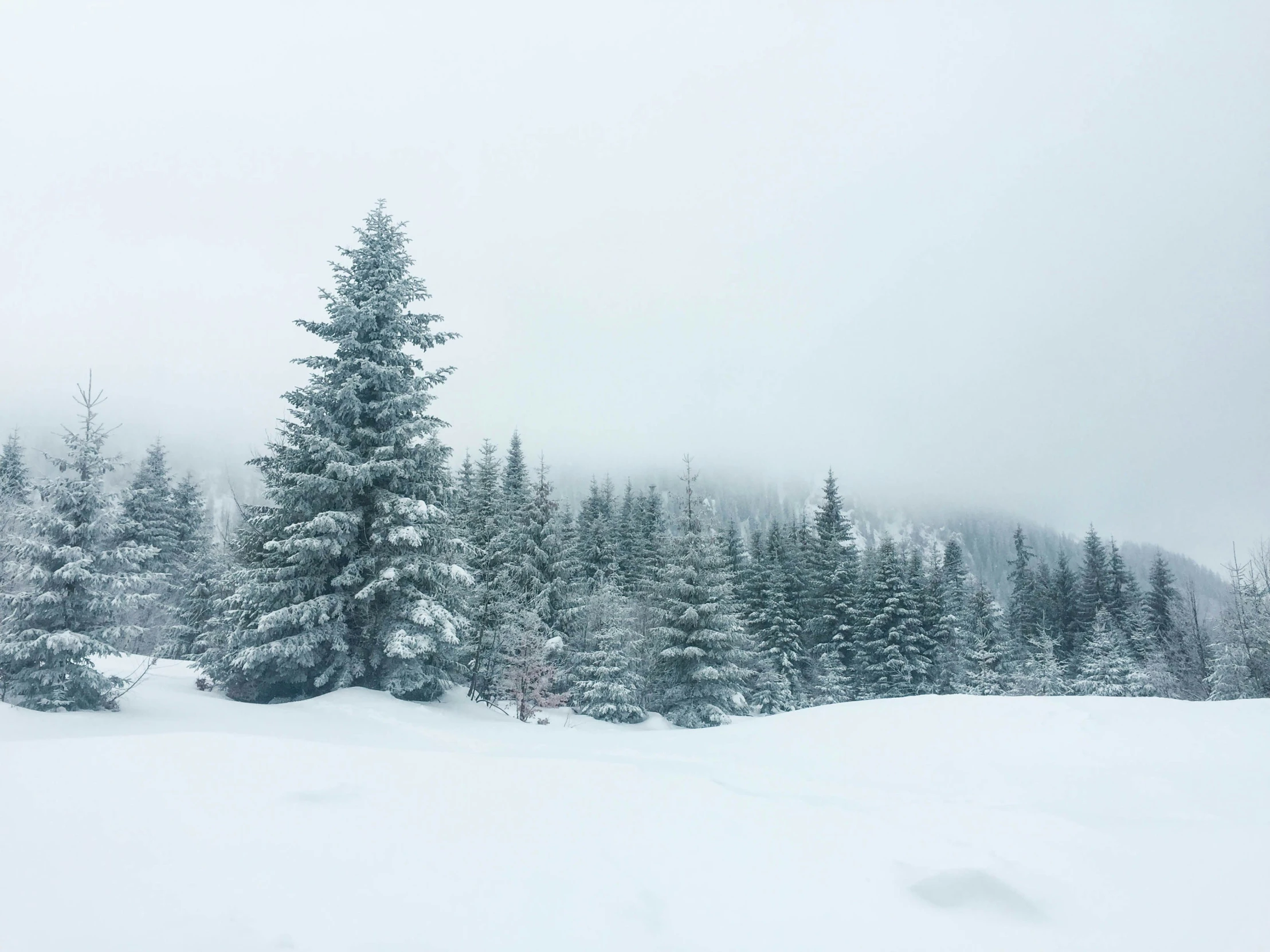 some trees in the snow and some clouds