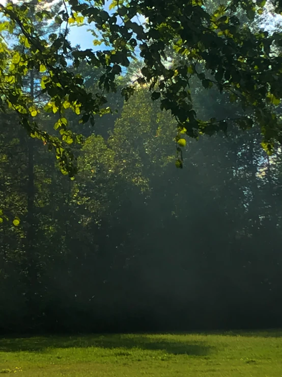 an empty park bench under a green tree filled with foliage