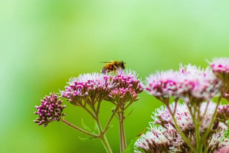 a bee is resting on a pink flower