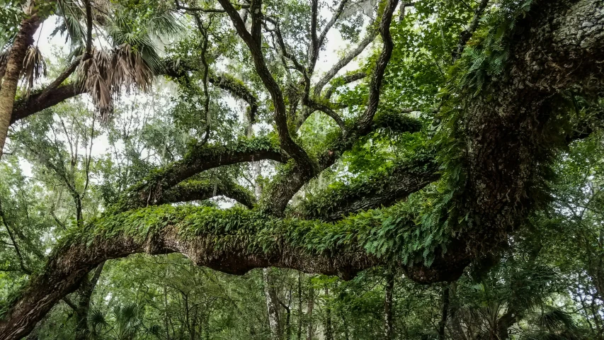 an old live - oak tree is covered in moss in a city park