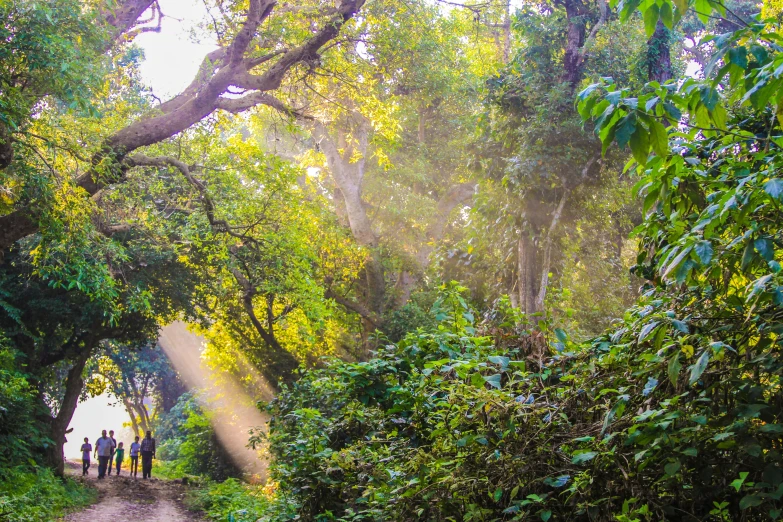 a group of people riding horses through a lush green forest