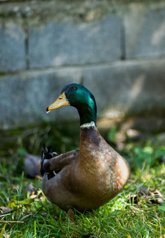 a mallard duck sitting in the grass looking to its right