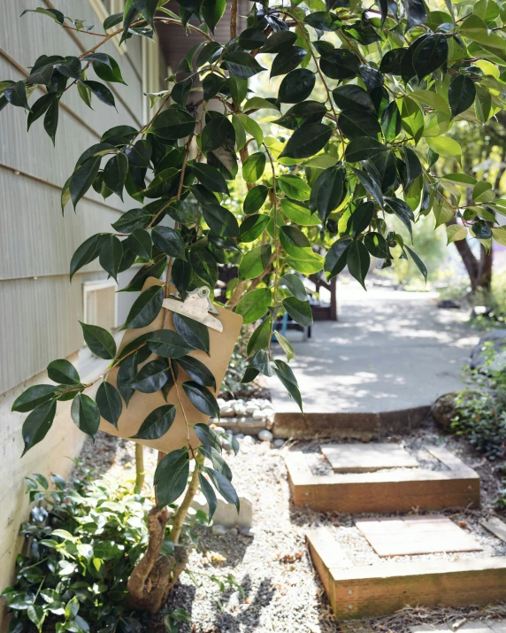 a walkway next to a house with steps and tree