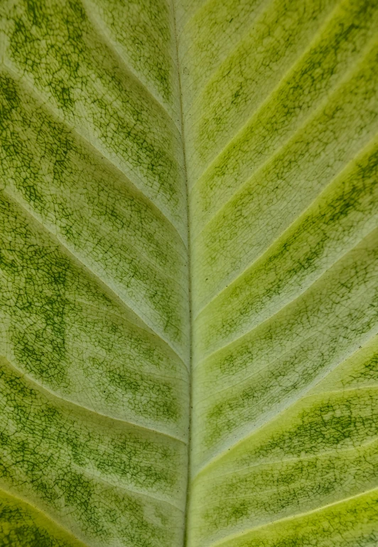 the large green leaf has a thin line pattern