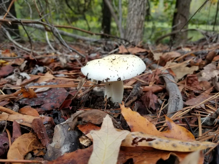 a mushroom grows on the leaves and twigs of the ground