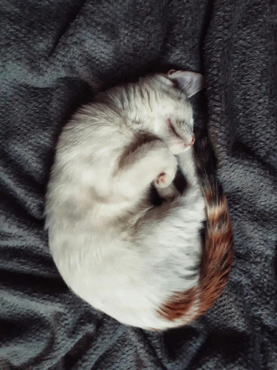 a small white cat curled up sleeping on a blanket