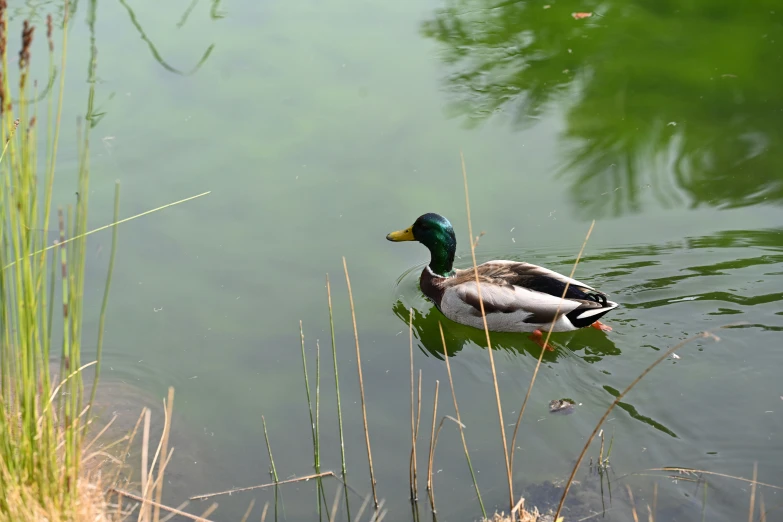 a duck swims in the water near some tall reed