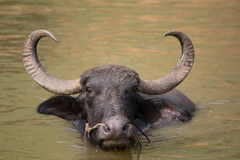 a close up of a bull in the water