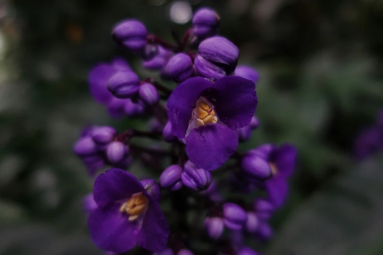 a purple flower with tiny pink flowers on top