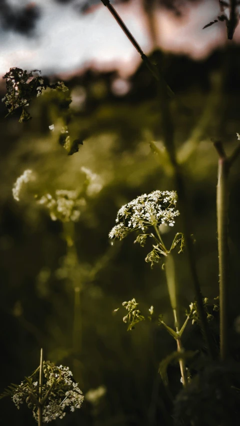 a black and white po of grass in the middle