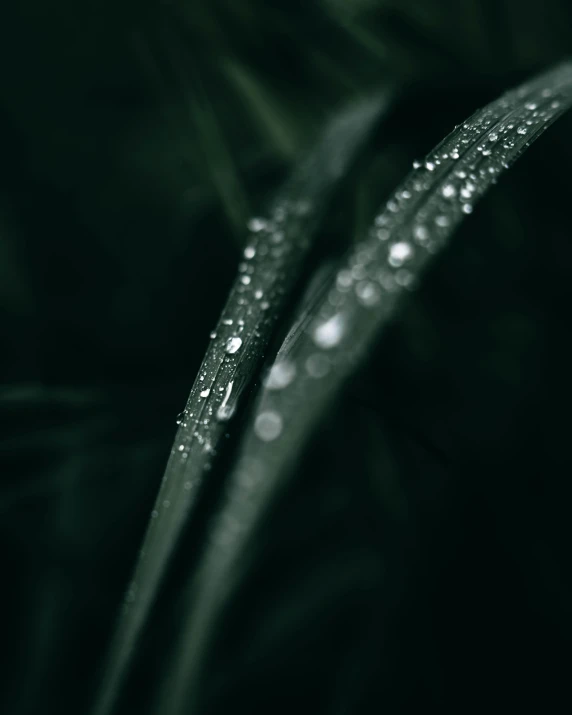 drops of rain sitting on top of a leaf