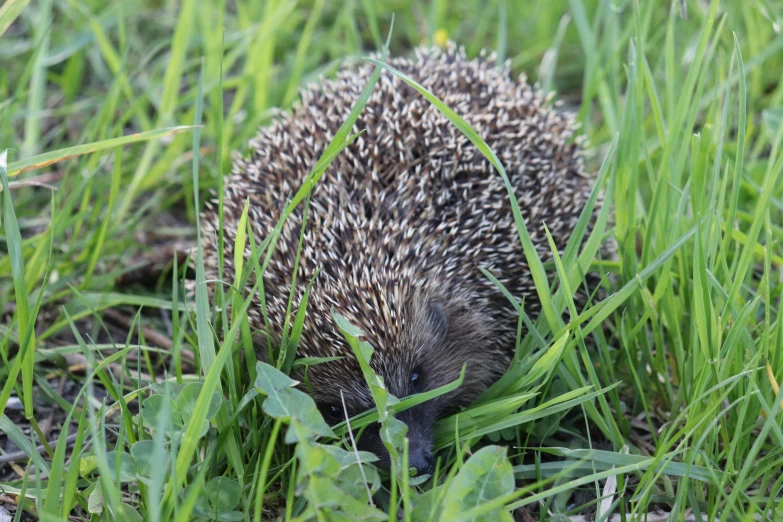 a hedgehog in the grass is eating grass