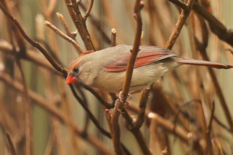 there is a bird that is sitting on a tree