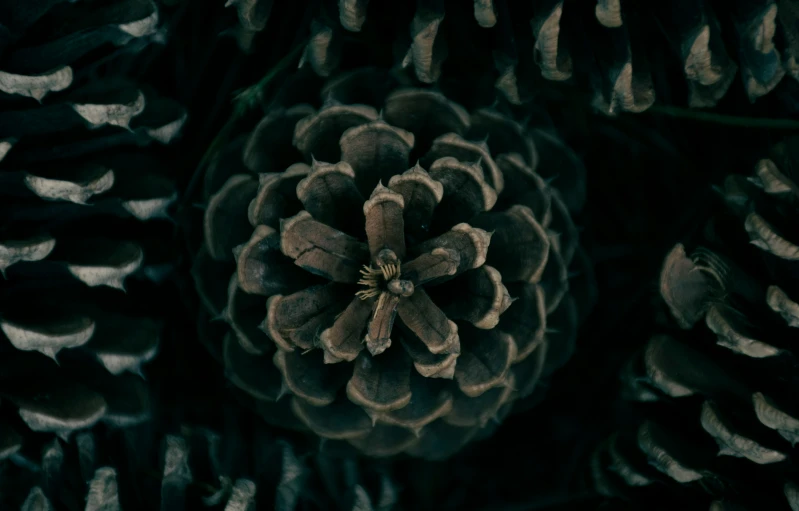 an arrangement of plants and leaves are seen in this close up image