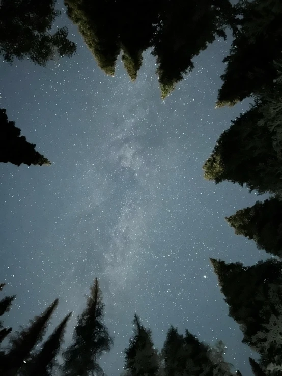 the stars can be seen shining through the trees