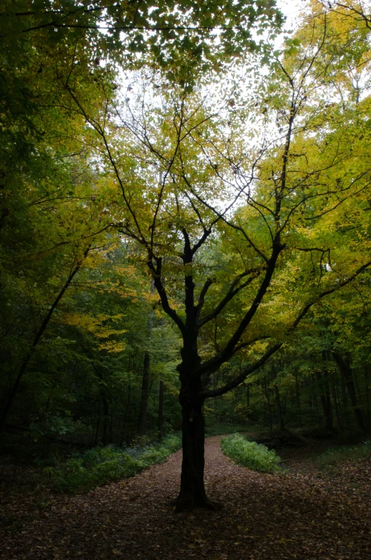 a trail through a leaf filled forest in autumn