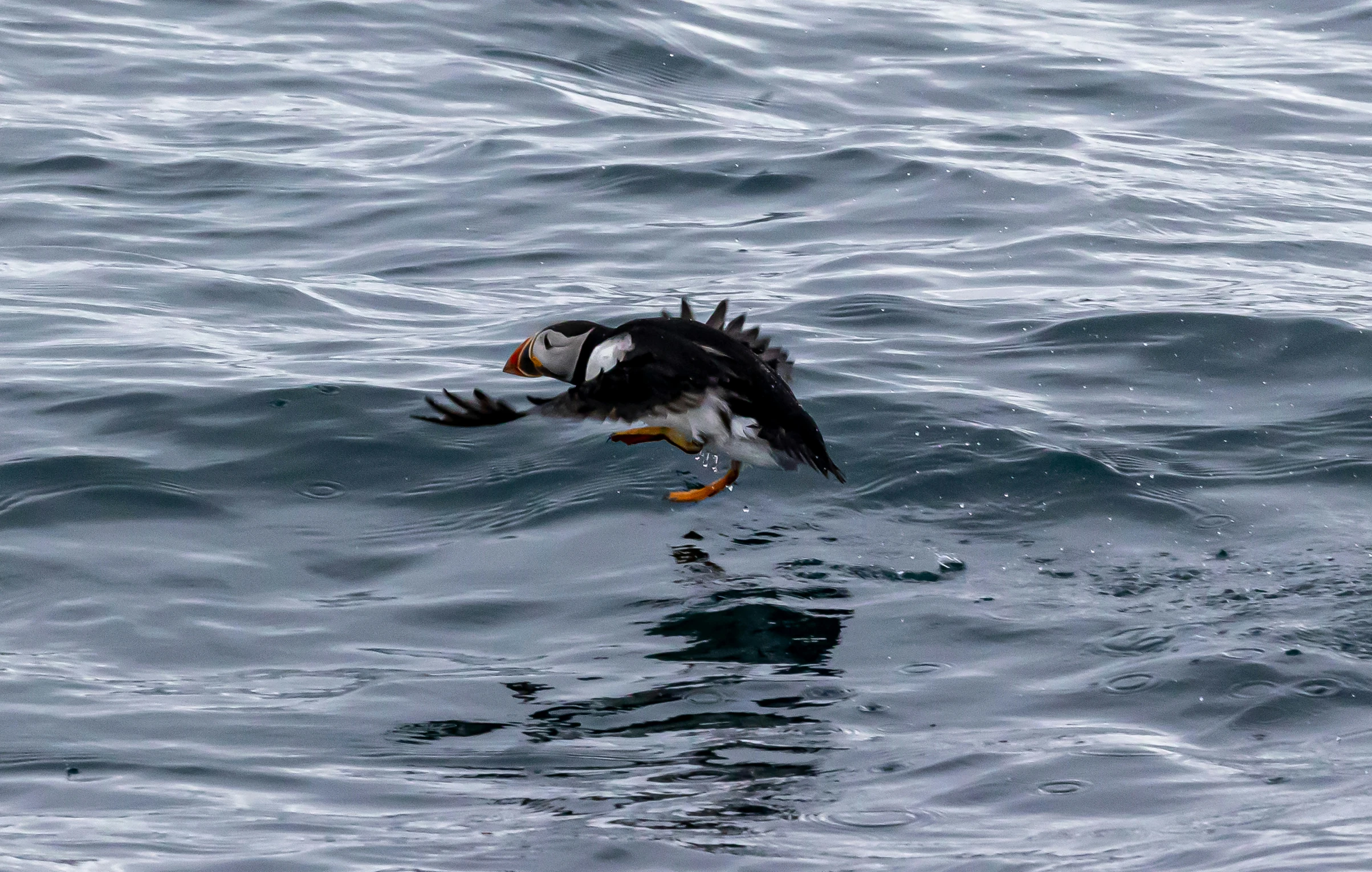 an ocean bird hovering above the waves in the water