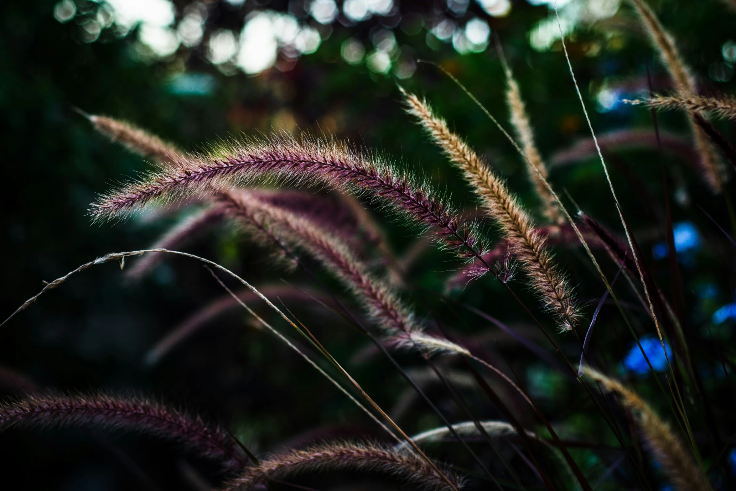 some purple grass is in the foreground with other grass around