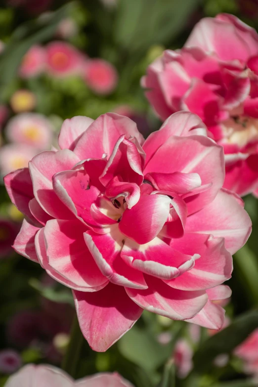 a flower budding in the middle of flowers