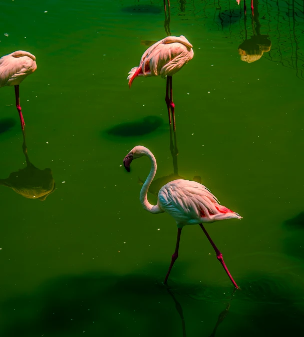 pink flamingos wading in bright green water on a swampy day